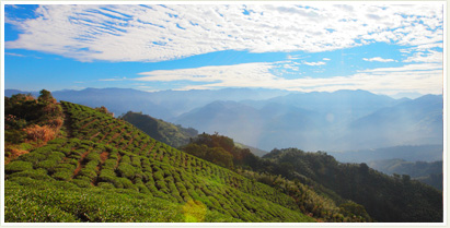 阿里山國家風景區