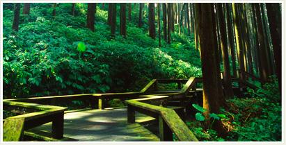 阿里山國家風景區